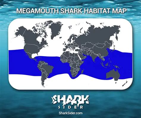 Megamouth Shark– Facts, Size, Behavior, Diet, Pictures