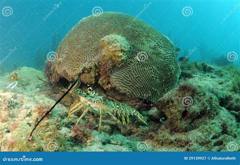 Caribbean Spiny Lobster Natural Habitat Stock Photos - Free & Royalty-Free Stock Photos from ...