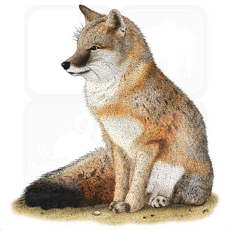 Swift Fox - Signed Fine Art Print