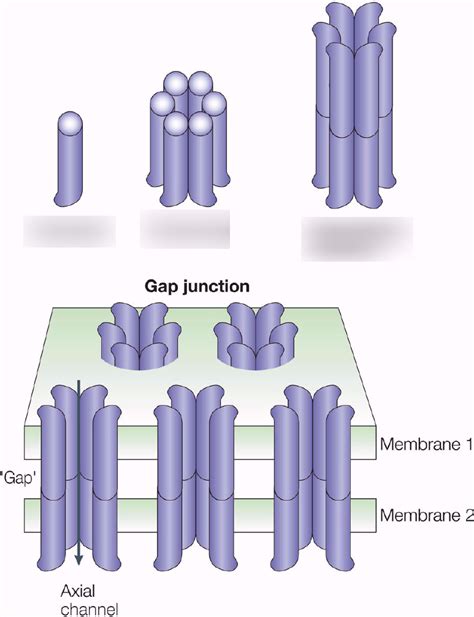 Gap Junction Structure and Function Diagram | Quizlet