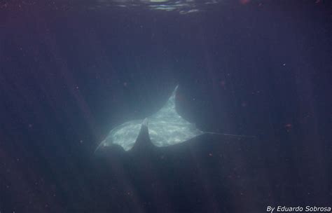 Mesmerizing Sight Of Huge, Rare, Magnificent Albino Manta-Ray Caught On Camera