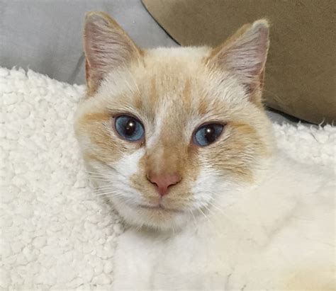 found 1 yr old red point siamese male cat – MonDak Animal Rescue