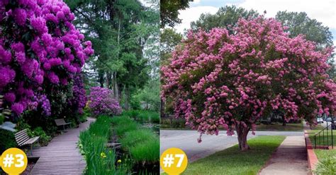 Flowering Evergreen Trees Zone 7 - Dwarf Trees For Zone 7 Plantingtree / These are our best ...