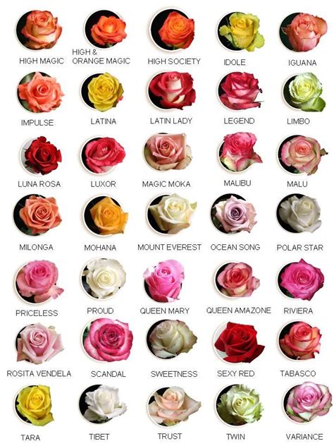 Ecuatorian Flower Farms Roses - peach, yellow, red, white, pink, green ...