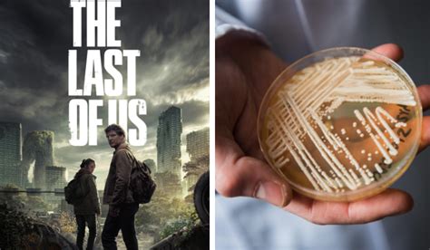 CDC Warns Of Fungus Outbreak In The U.S., Netizens Worry "The Last Of Us" May Be Upon Us | TRP