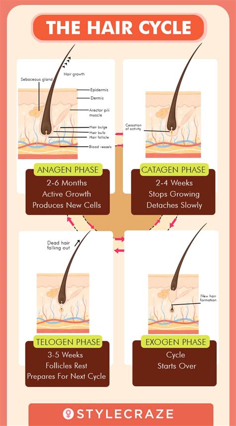 Facial Hair Growth Cycle