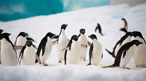 What Animals Live in Antarctica? | Aurora Expeditions™