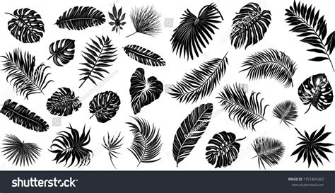 Palm Leaves Set Black White Vector Stock Vector (Royalty Free) 1751804360