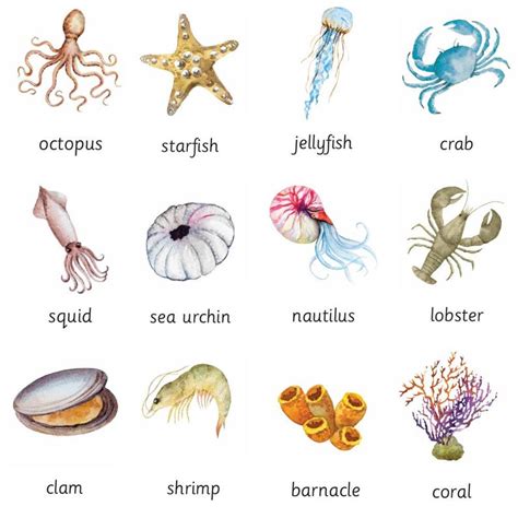 3-part Cards: Marine Invertebrates printable PDF - Etsy | Invertebrates, Marine, Marine animals