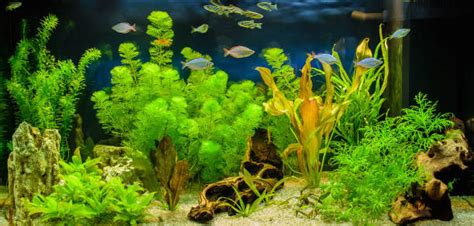 69,200+ Aquarium Plants Stock Photos, Pictures & Royalty-Free Images - iStock