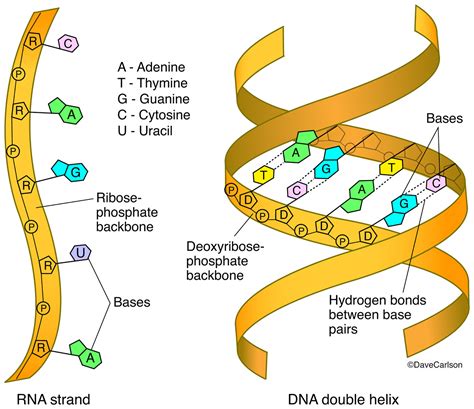 rna structure – dna and rna structure quiz – G4G5