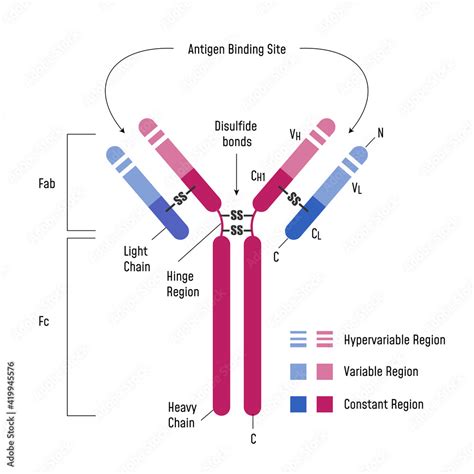 Immune System. Immunoglobulin Structure Ig Antibody Diagram. Stock Vector | Adobe Stock