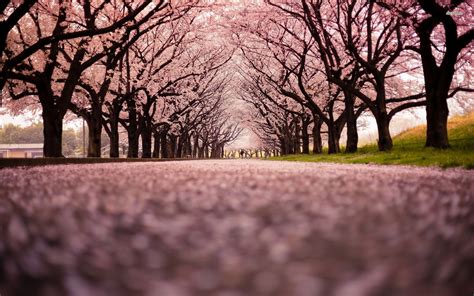 Japanese Cherry Blossom Wallpaper (71+ images)