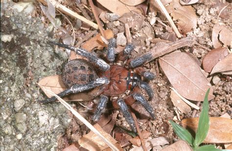 Spider origins - The Australian Museum