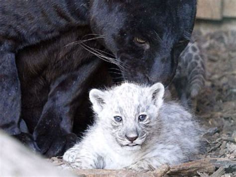 Rare albino jaguar cubs born to a black jaguar mother at a US zoo surprised onlookers