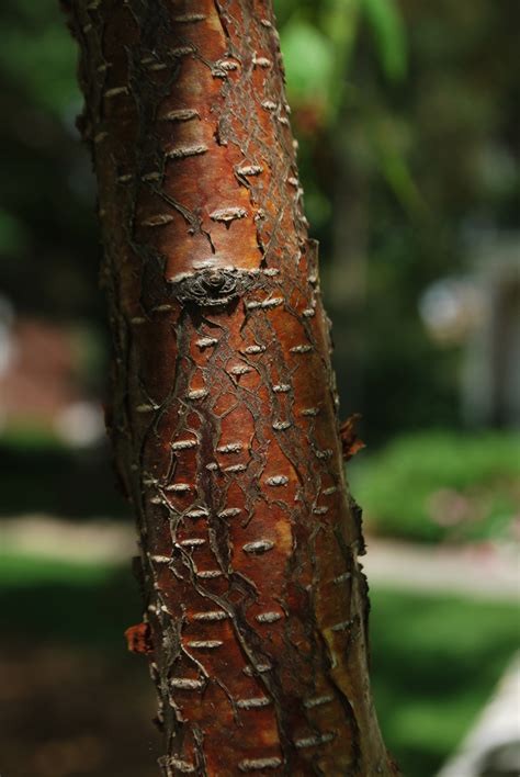 PAPER BIRCH - BETULA PAPYRIFERA | The UFOR Nursery & Lab