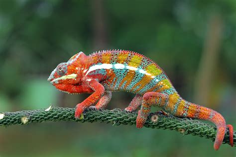 11 Showstopping Chameleon Species