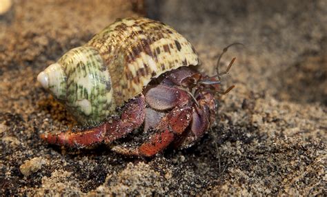 Land hermit crab | Smithsonian's National Zoo and Conservation Biology Institute