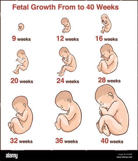 Embryo Development Chart