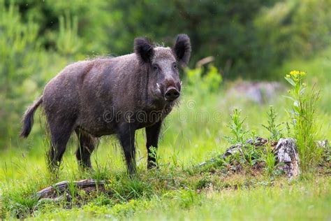 1,144 Wild Boar Tusks Stock Photos - Free & Royalty-Free Stock Photos from Dreamstime