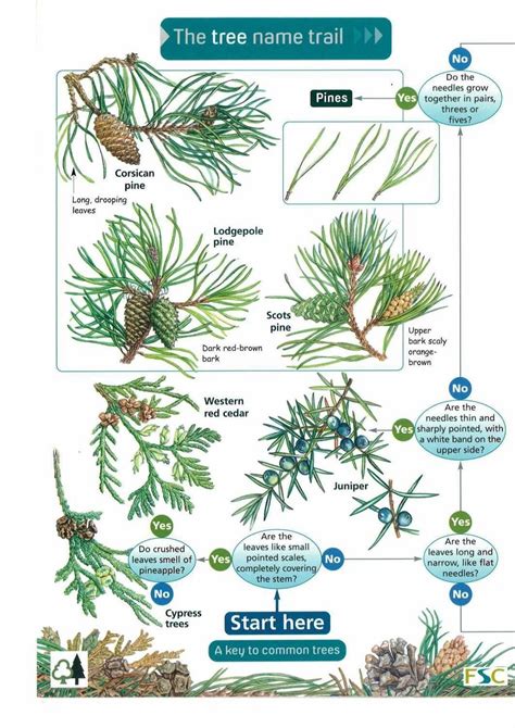 michigan cedar tree identification - Carson Whitaker