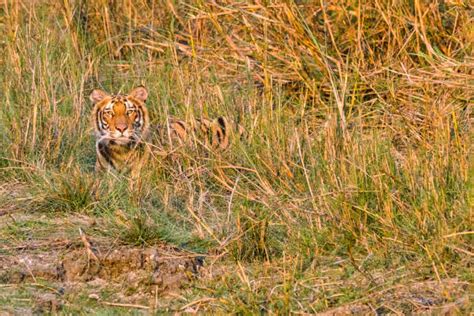 Bengal Tigers Habitat Stock Photos, Pictures & Royalty-Free Images - iStock