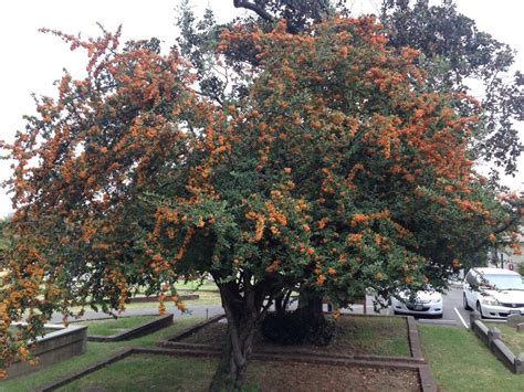 Scarlet Firethorn (Pyracantha coccinea) in the Plant ID forum - Garden.org