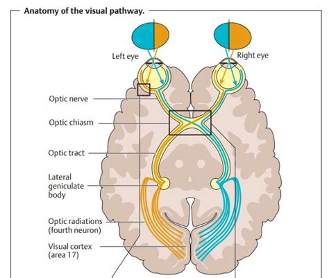 Visual Pathway