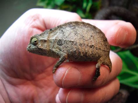 Pygmy Chameleon | Funny animals, Animals, Reptiles and amphibians