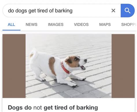 How to Stop Your Dog from Excessively Barking