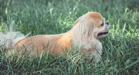 Bichon Pekingese Mix Puppies - Puppy And Pets