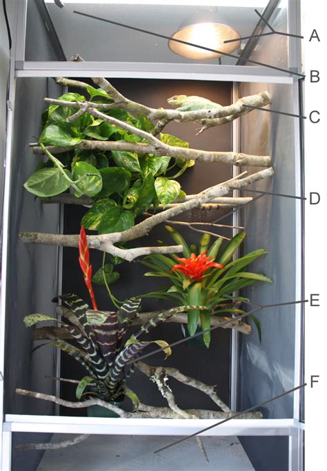 How To Set Up A Proper Chameleon Enclosure | Much Ado About Chameleons