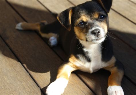 22 Jack Russell Terrier Mixes: JRT Mixed Breeds!