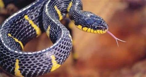 Mangrove Snake - Snake Facts