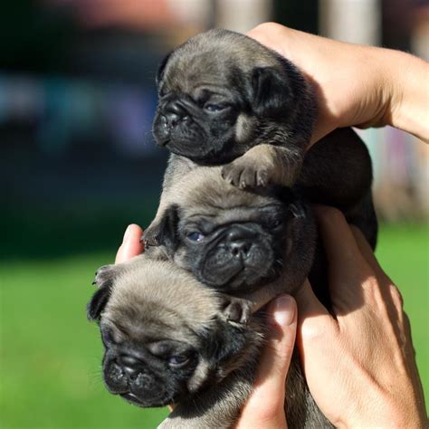 pile of pugs | Cute pug puppies, Pugs, Cute pugs