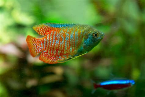 Honey Gourami - Care Guide, Breed Profile, Diet, Lifespan and More