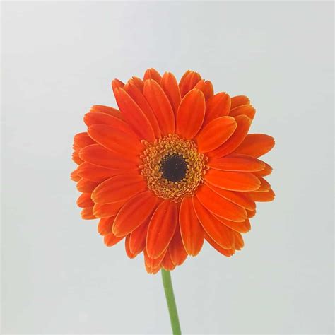 GERBERA DAISY- ORANGE - Wholesale Bulk Flowers - Cascade Floral