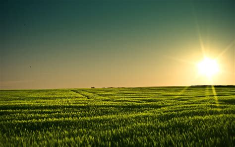 Field Wallpapers - Top Free Field Backgrounds - WallpaperAccess