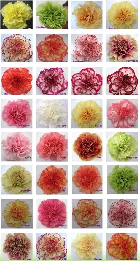 Carnation Color Guide | Carnation flower, Carnation colors, Colorful ...