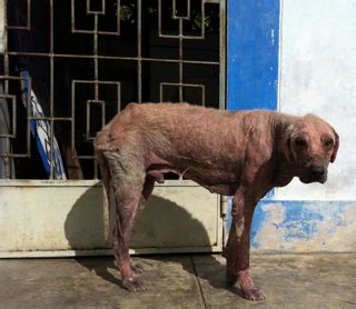 What Causes Elephant Skin On Dogs