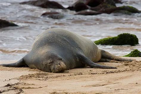 Hawaiian Monk Seal Facts | Hawaiian Monk Seal Habitat & Diet