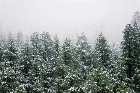 Snowy Pine Trees