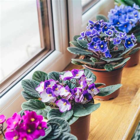 28 African Violets Varieties | Different Types