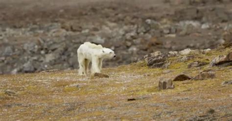 Viral video of starving polar bear breaks hearts around the world | New ...