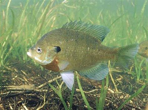 Bluegill | fish | Britannica.com