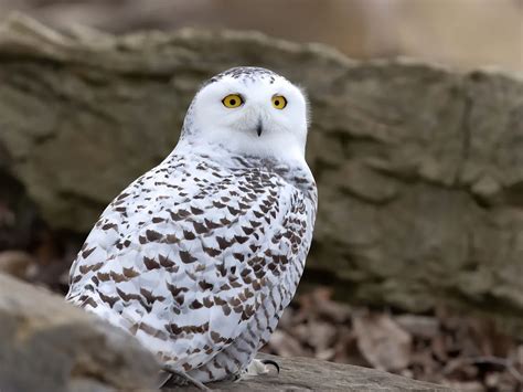 Snowy Owl Migration (Everything Explained) | Birdfact