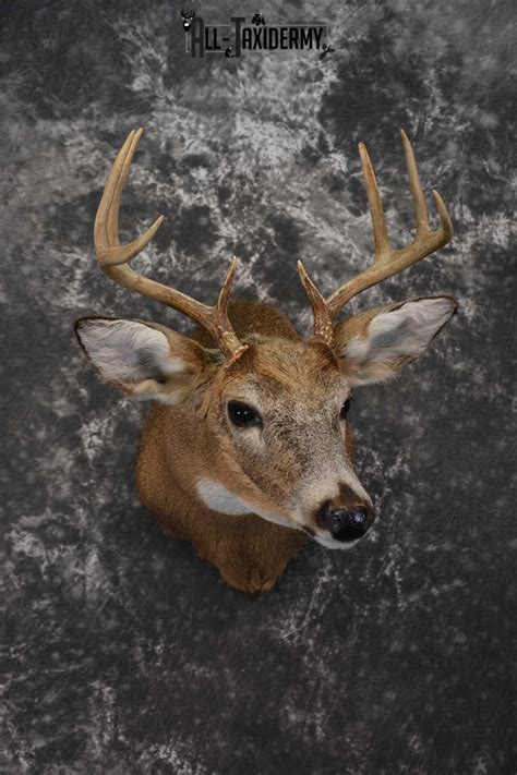 Whitetail Deer Shoulder Taxidermy Mount SKU 1542 | All Taxidermy