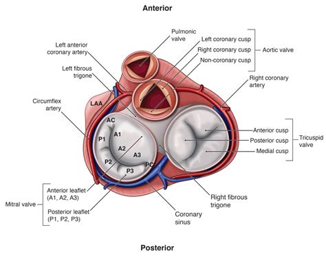 Mitral Valve Anatomy - EchoBoardsAcademy