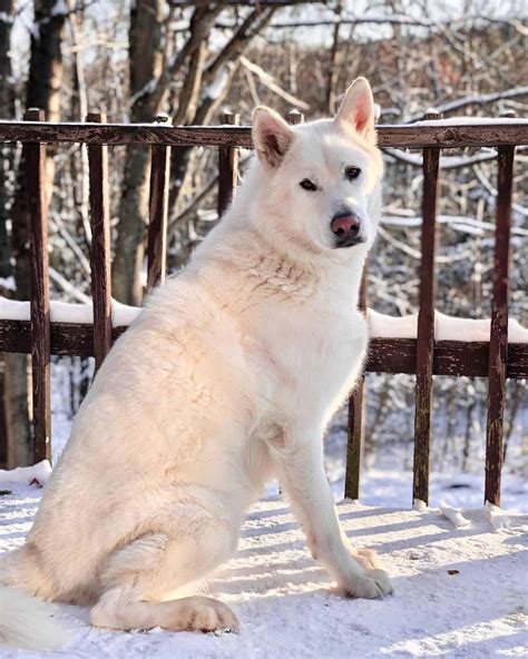 What you need to know about the rare White Malamute - K9 Web