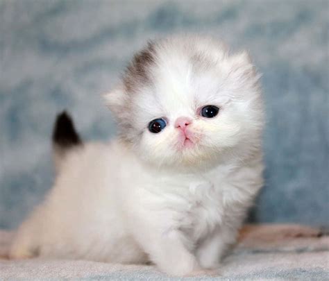 White Persian Cat With